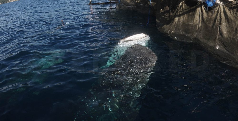 Triton Bay Whale Sharks - NO divers_1.5.1s.jpg