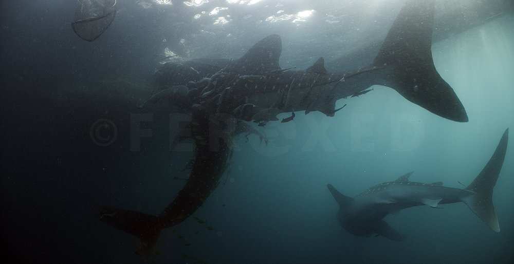 Triton Bay Whale Sharks - NO divers_1.14.1s.jpg