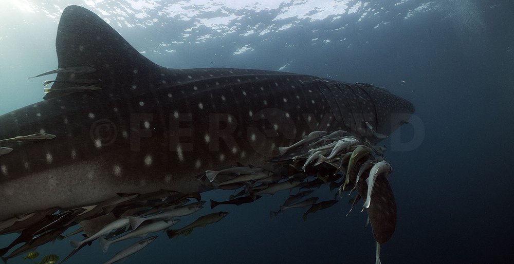 Triton Bay Whale Sharks - NO divers_1.27.1s.jpg