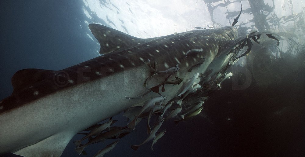 Triton Bay Whale Sharks - NO divers_1.32.1s.jpg