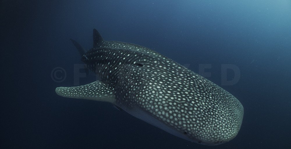 Triton Bay Whale Sharks - NO divers_1.51.1s.jpg