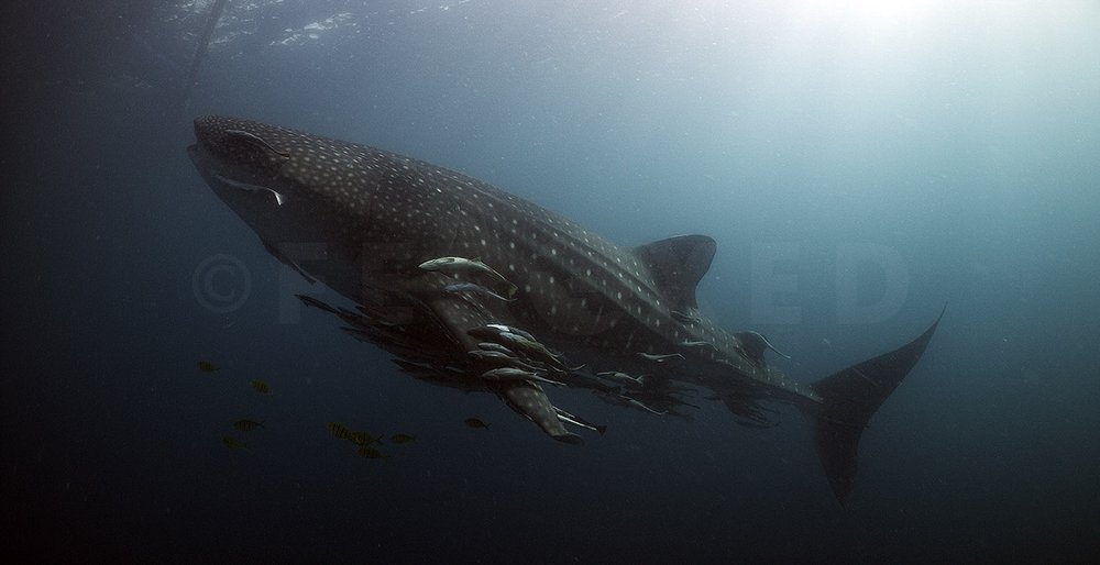 Triton Bay Whale Sharks - NO divers_1.55.1s.jpg