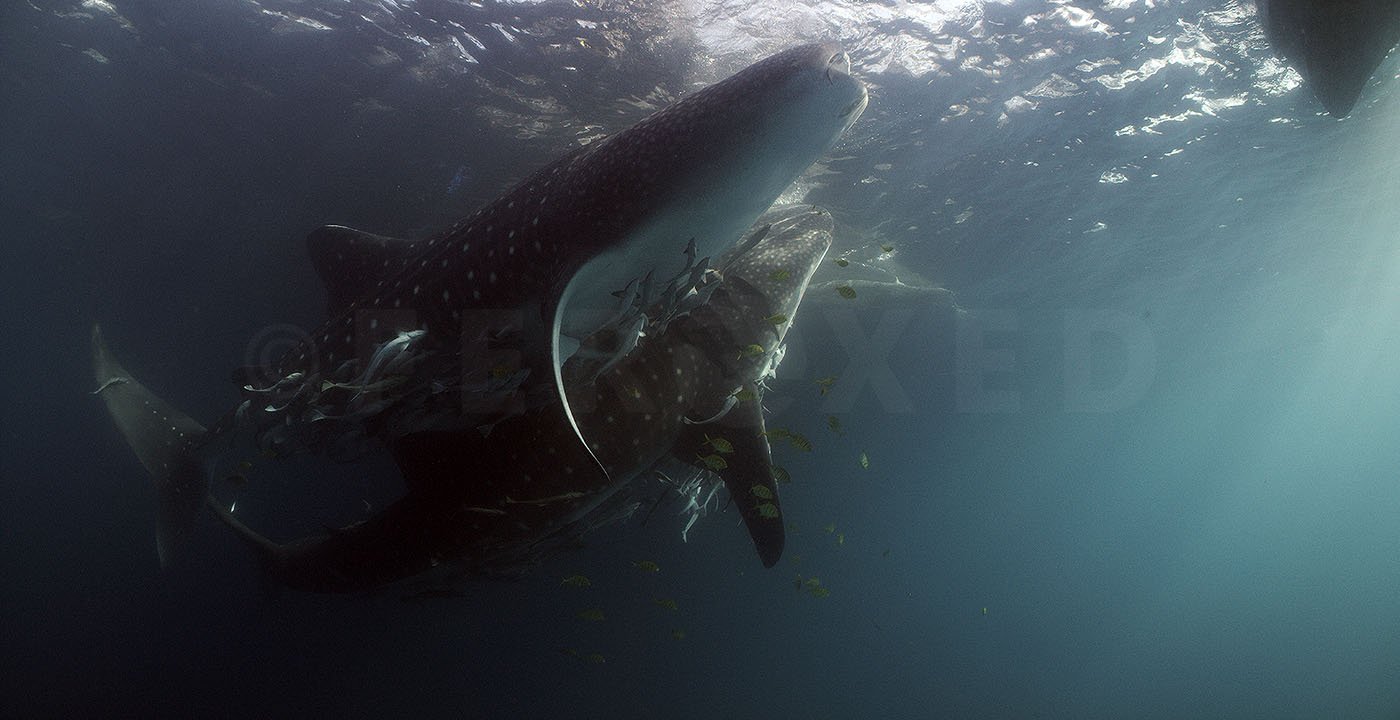 Triton Bay Whale Sharks - NO divers_1.56.1s.jpg