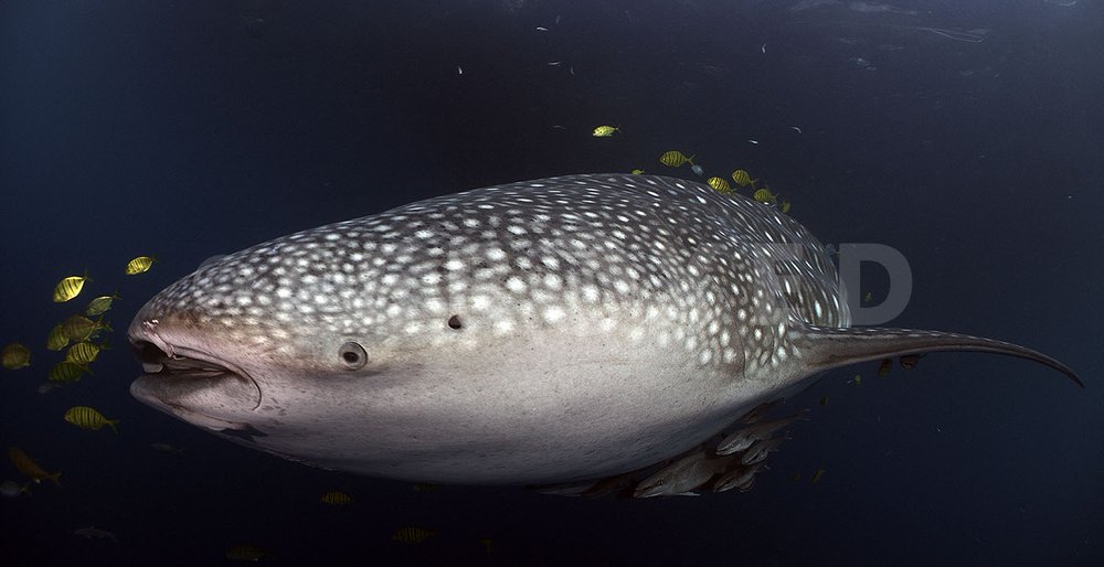 Triton Bay Whale Sharks - NO divers_1.81.2s.jpg