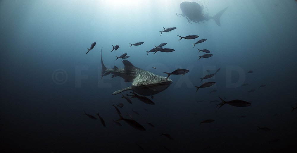 Triton Bay Whale Sharks - NO divers_1.89.1s.jpg