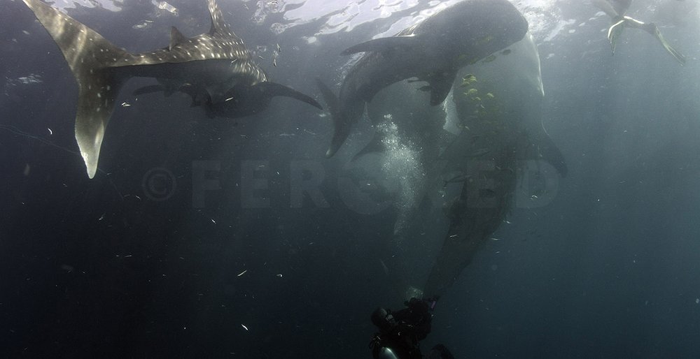 Triton Bay Whalesharks - with People_1.128.1s.jpg