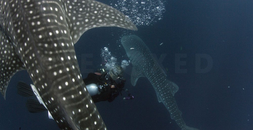 Last Whaleshark_1.140.1s.jpg