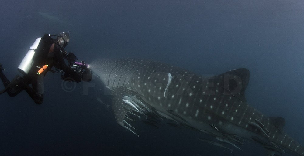 Triton Bay Whalesharks - with People_1.96.1s.jpg