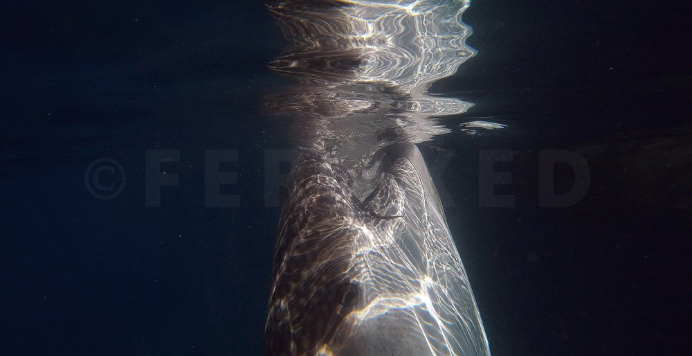Triton Bay Whale Sharks - NO divers_1.26.1s.jpg