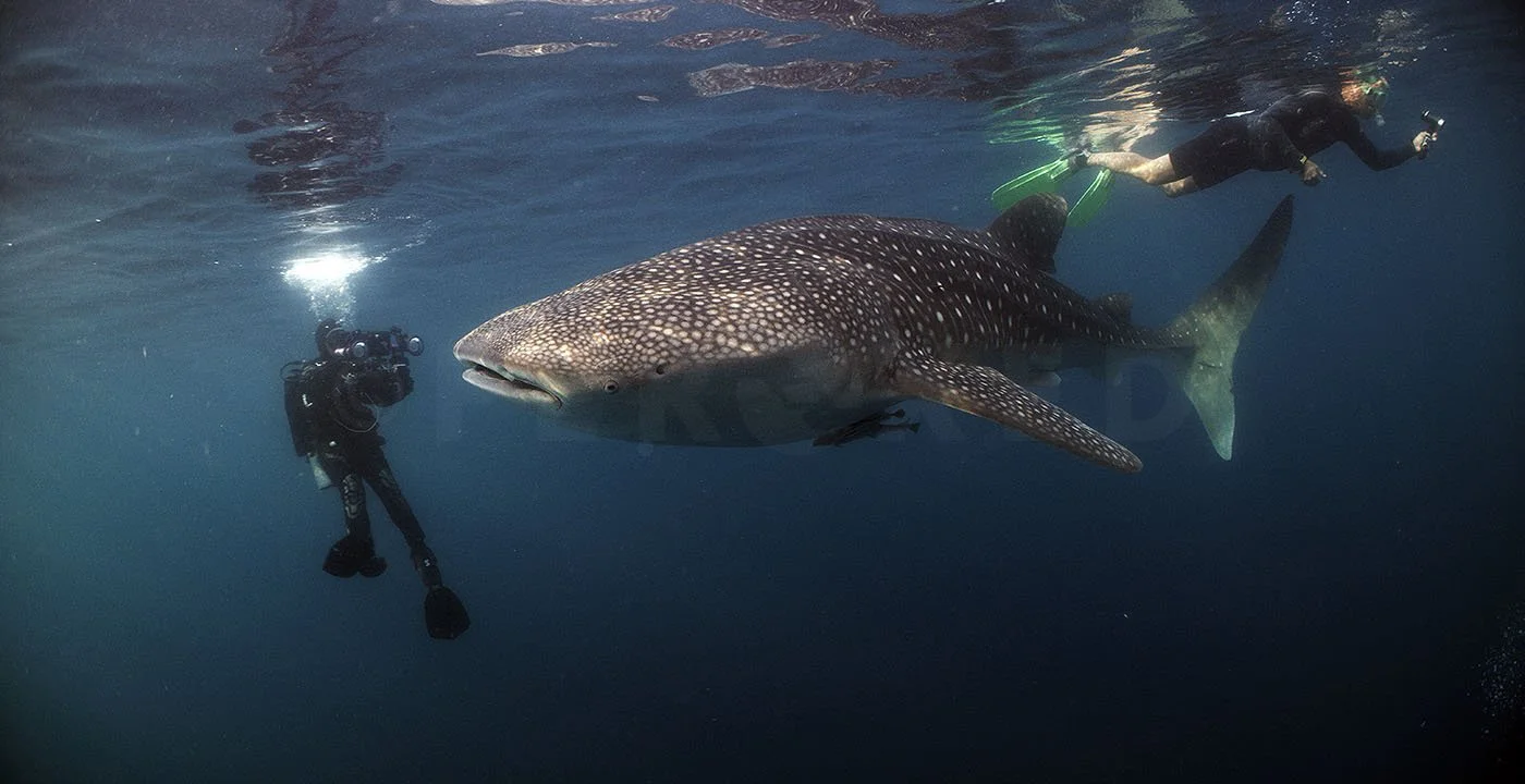 Triton Bay Divers to Lembeh Strait