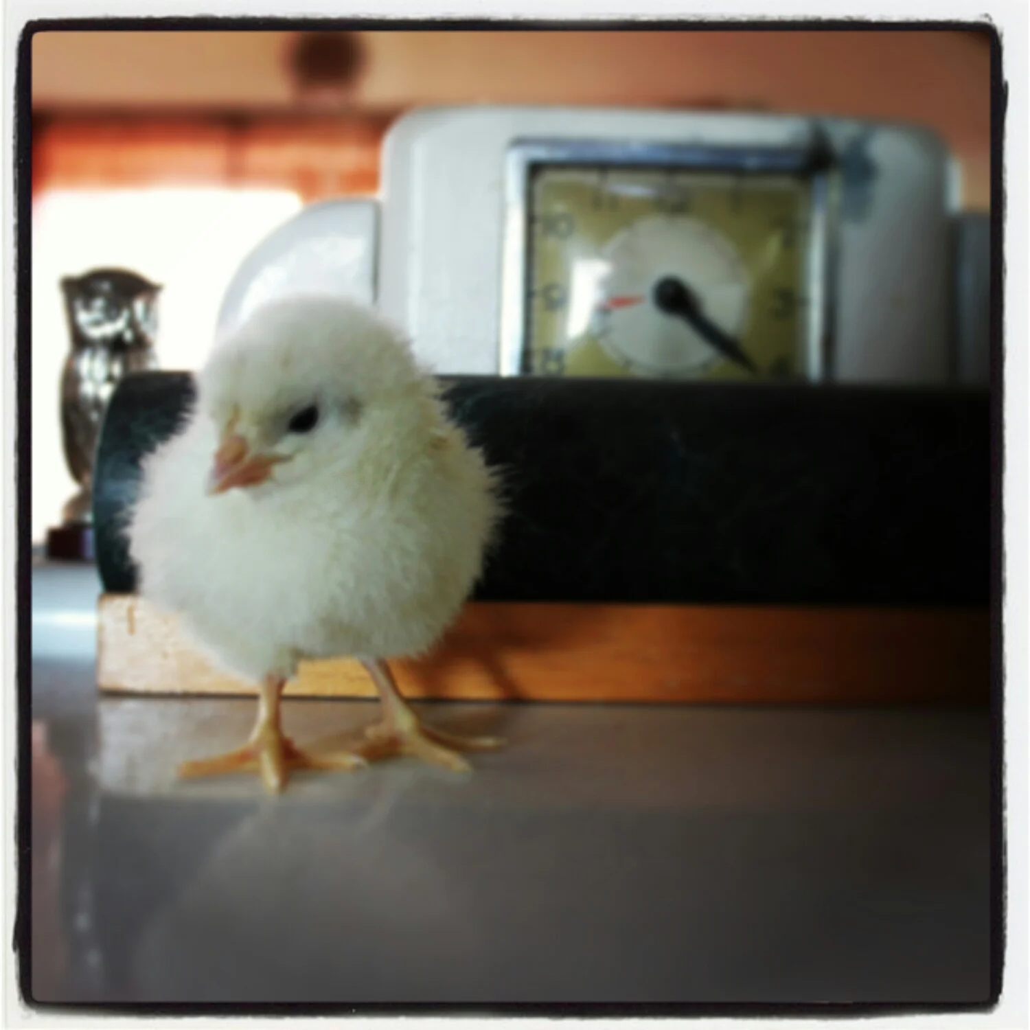 hanging out on her home, the kitchen stove