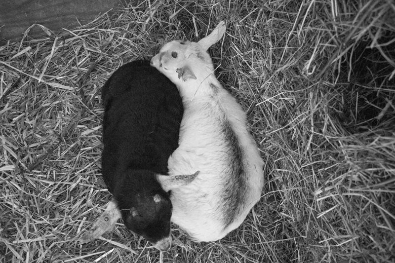 Frost Valley YMCA Farm Animals-10.jpg