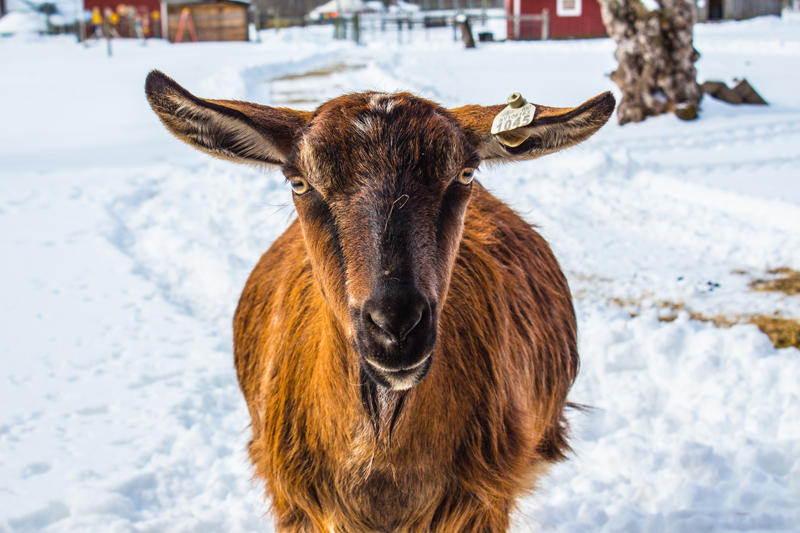 Frost Valley YMCA Farm Animals-12.jpg