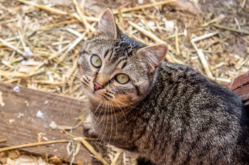 Frost Valley YMCA Farm Animals-33.jpg