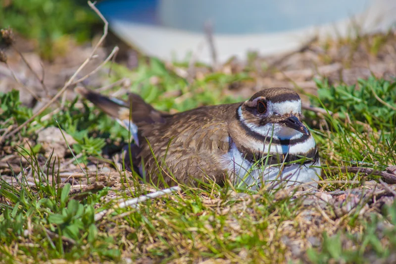 Frost Valley YMCA Killdeer 2.jpg