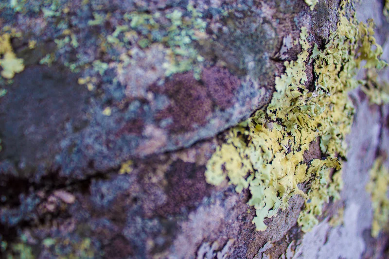 Frost Valley YMCA Macro Rock 02.jpg