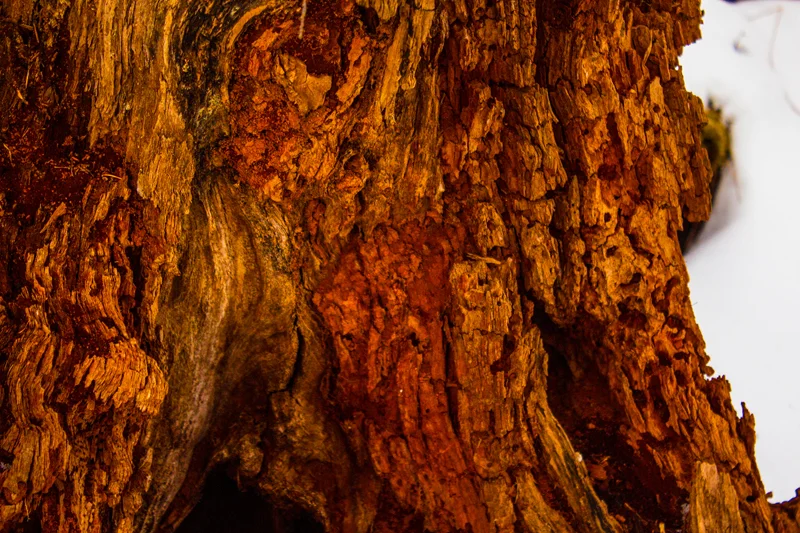 Frost Valley YMCA Snow Sunrise Line Shack Panhandle-69.jpg