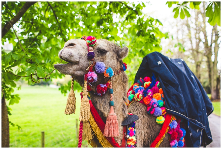 Weddings With A Camel