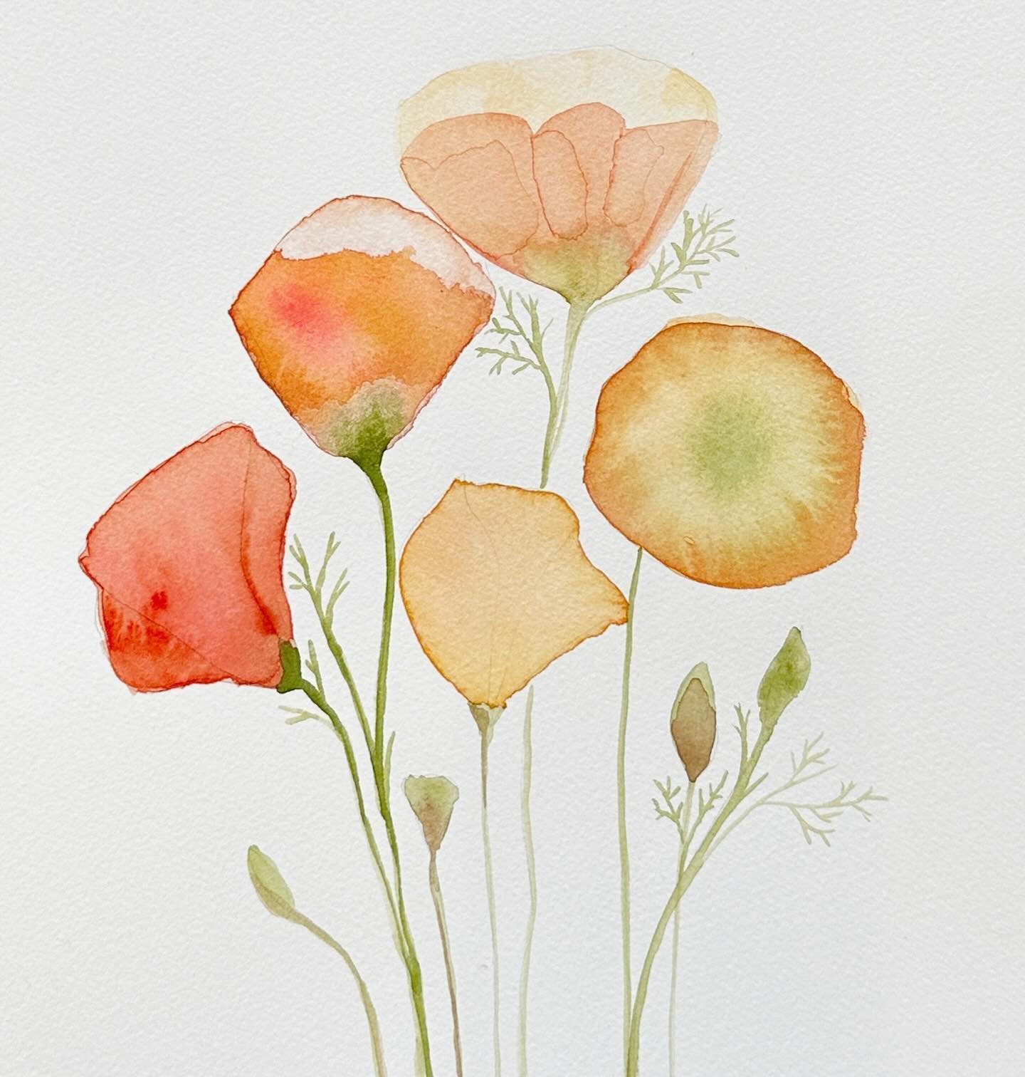 Back in the studio after our short trip to California and painting poppies&hellip;.. 🧡#creativeprocess 
.
.
.
.
#watercolorartist #poppies #californiapoppies #watercolor #aquarelle #acuarela #artistbrain #flowers #flowers #flowerlove #orange#jennysc