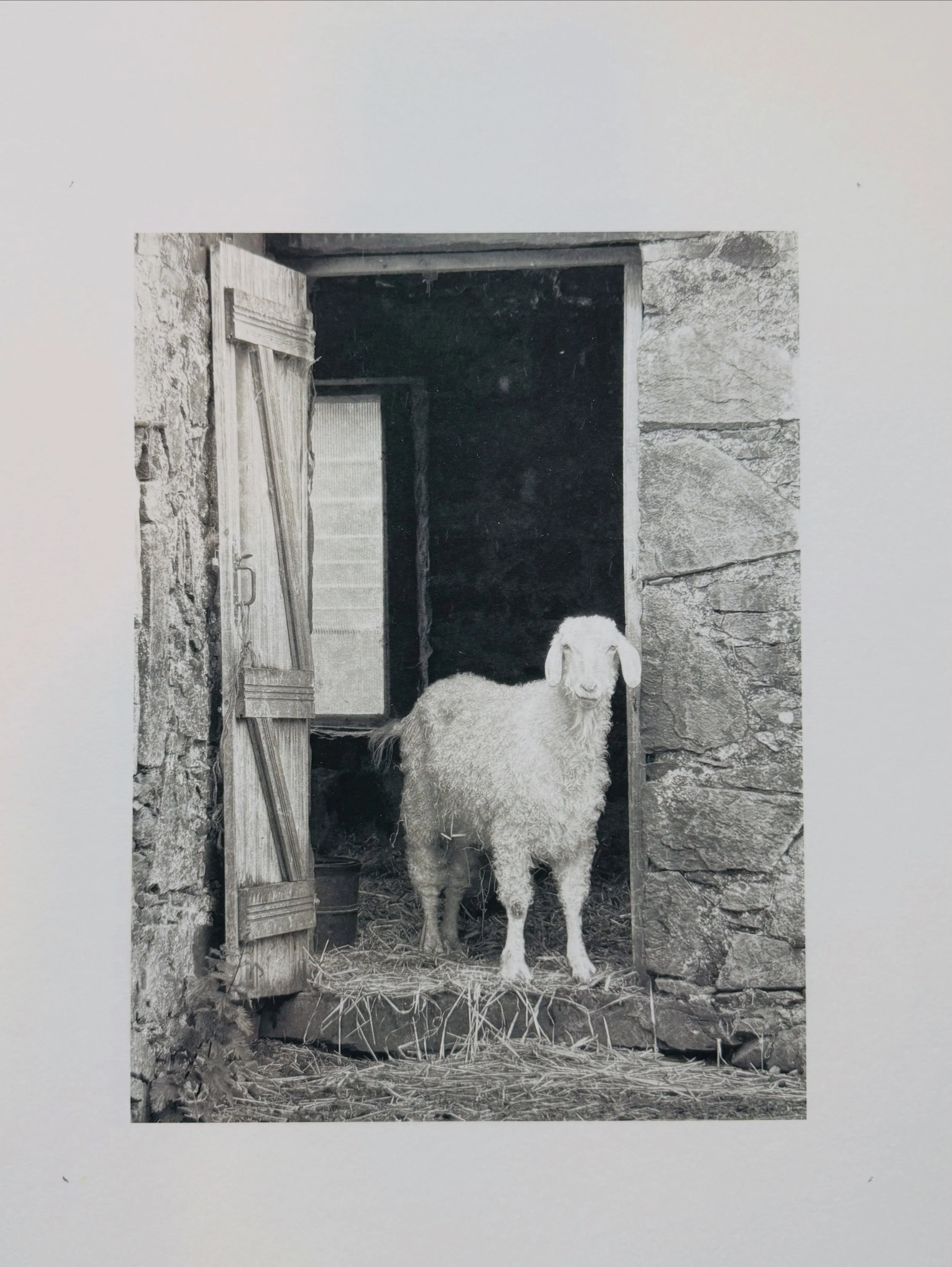 My first ever platinum palladium print. Who would have thought it would be a sheep? I couldn&rsquo;t resist this cute one that I met at the incredible @kamesfarm 

Thank you again Rachel &amp; Pradip @kozopress for expert guidance! 

And it turns out