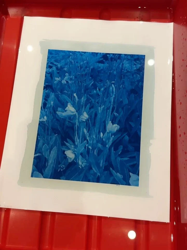 Magical blue flowers. 

Captured at @rbgedinburgh 
Developed with the expert help of @kozopress 
Infused with song by @karinepolwart

#cyanotype #printmaking