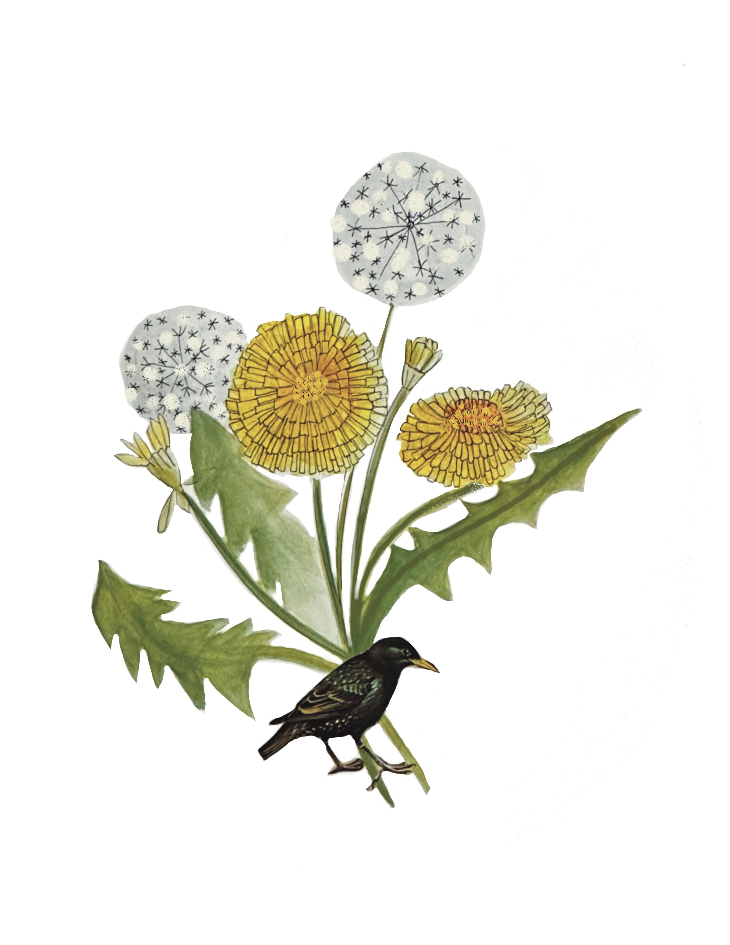 Jenny.Schneider.dandelion.jpg