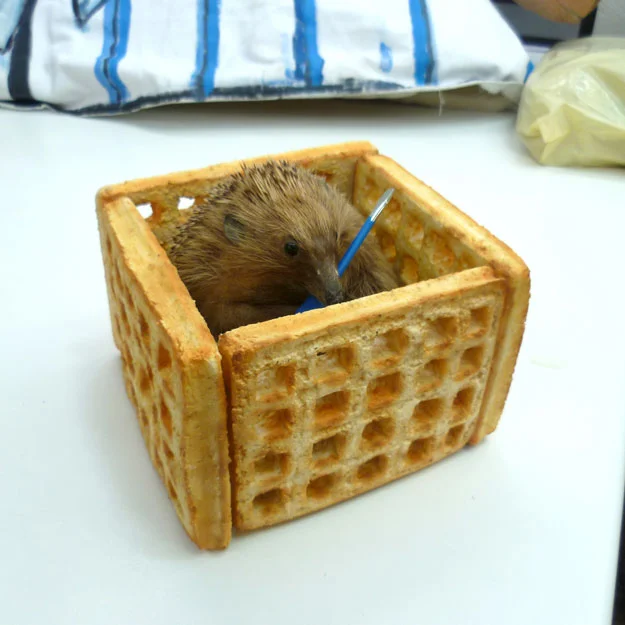 richie_martin_Waffle.jpg