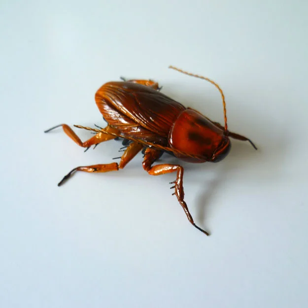 richie_martin_Cockroach1.jpg