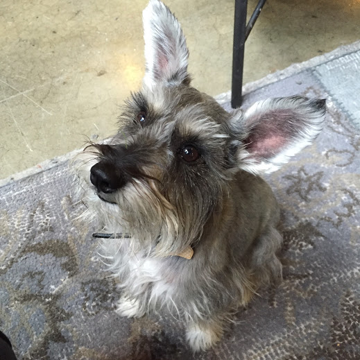 Schlitz, Ace STRAC mascot