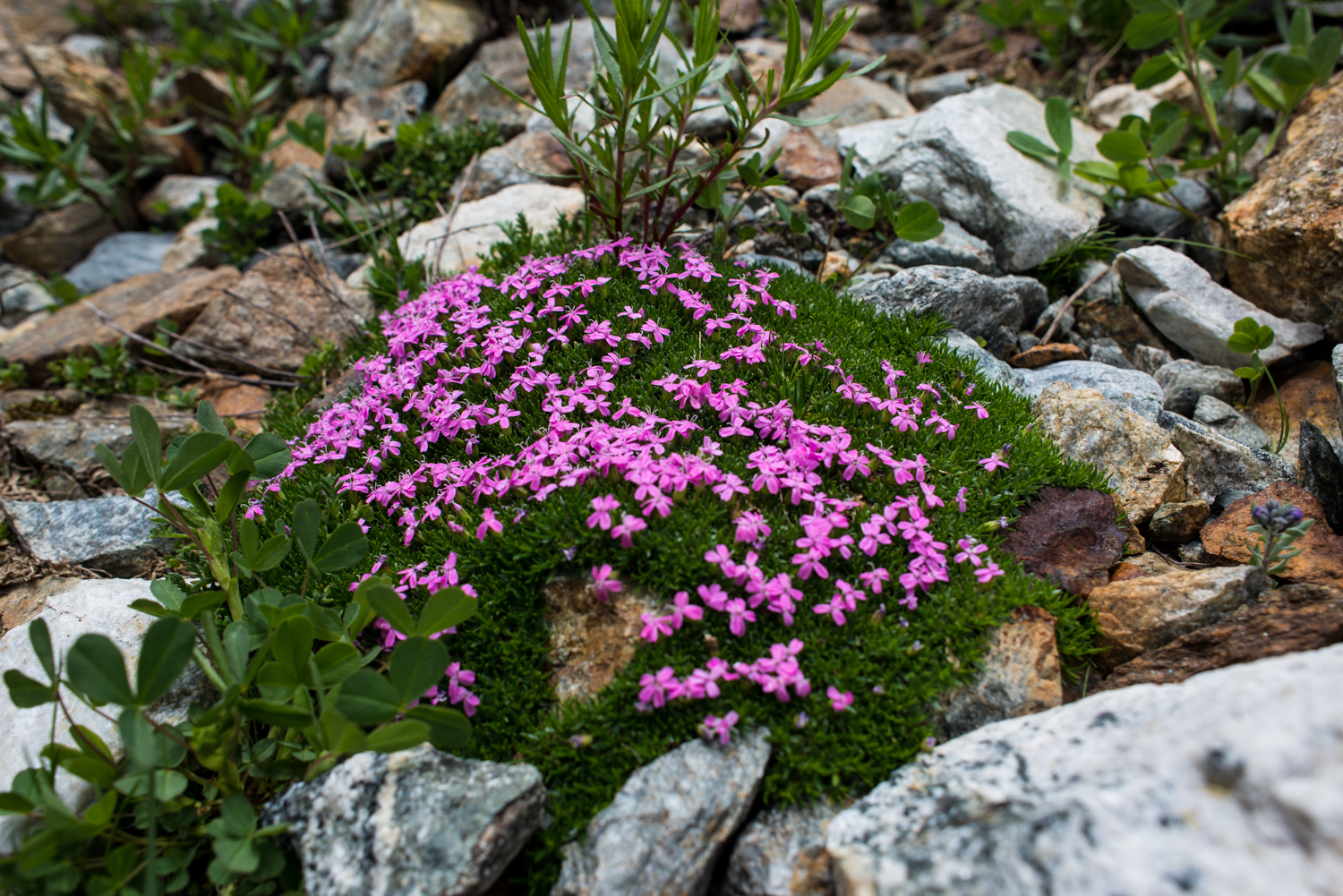 SustenPass_20150709-3786.jpg