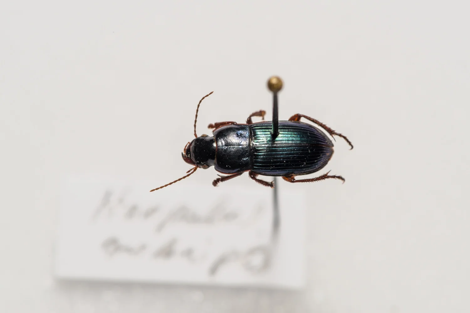 FVDB_BeetlesMacro-4074.jpg