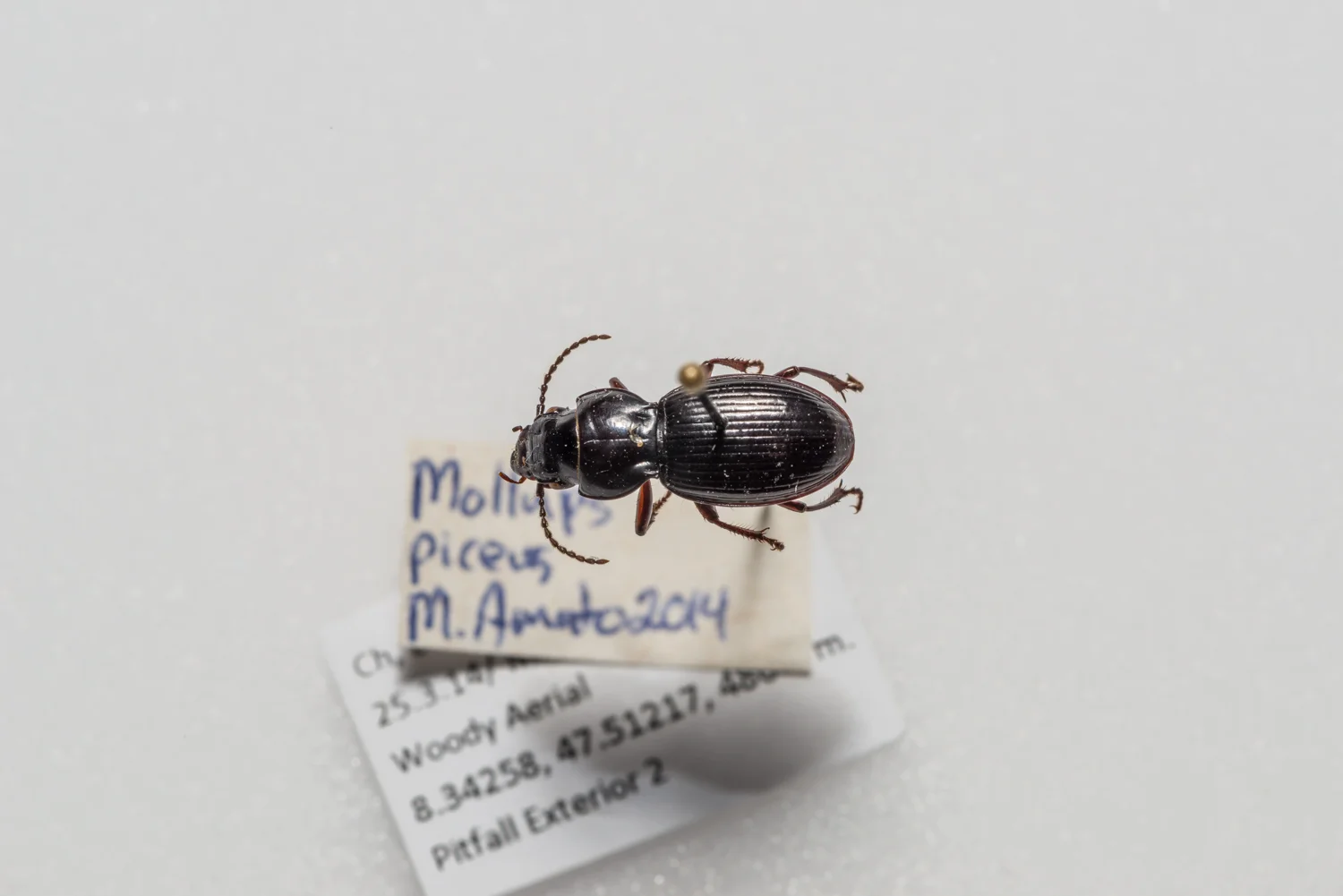 FVDB_BeetlesMacro-4087.jpg