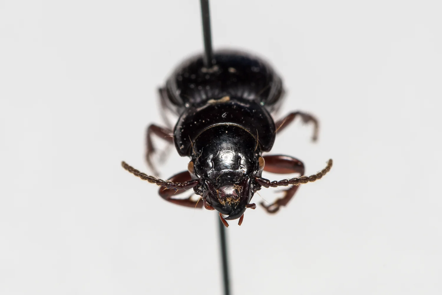 FVDB_BeetlesMacro-4089.jpg