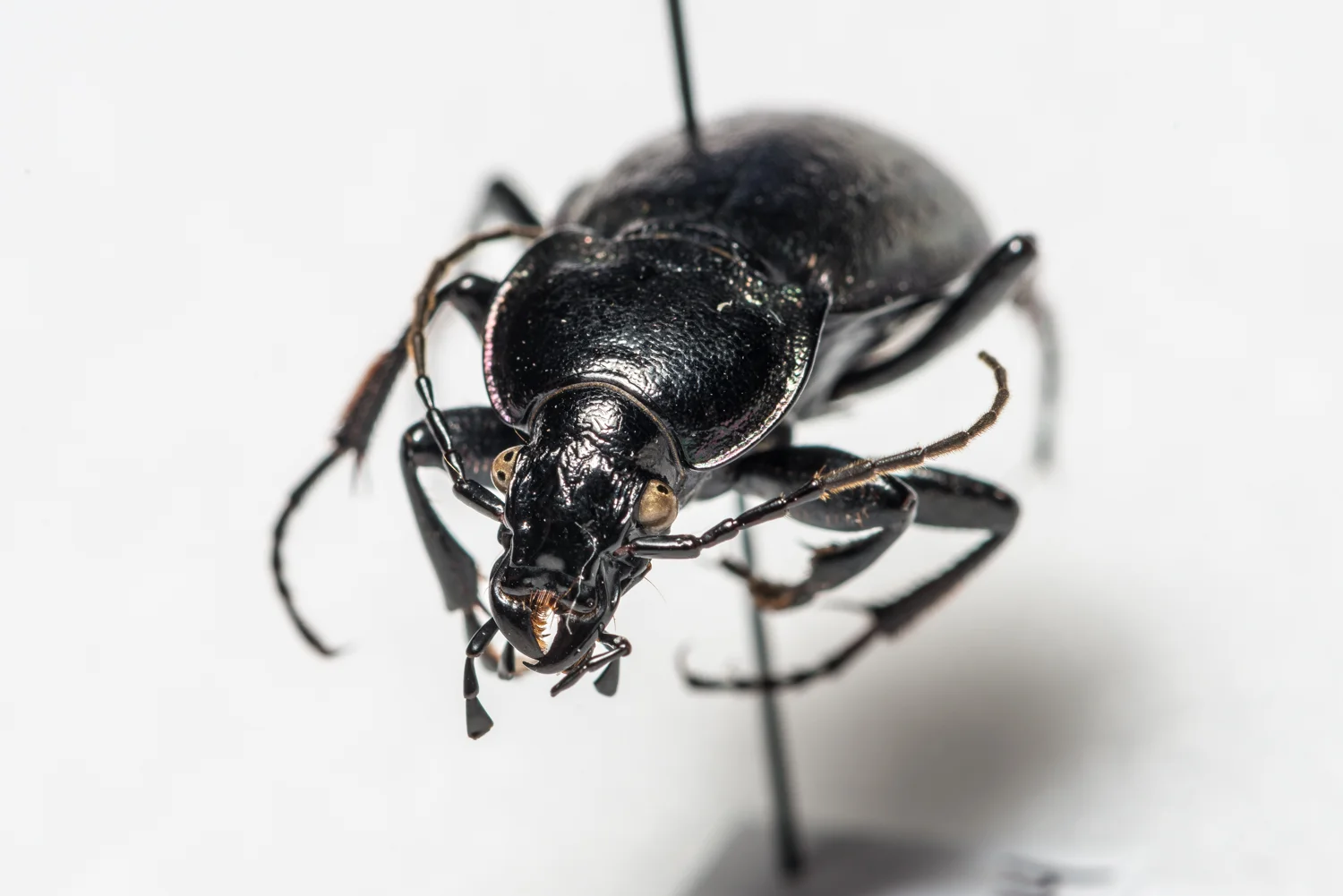 FVDB_BeetlesMacro-4021.jpg