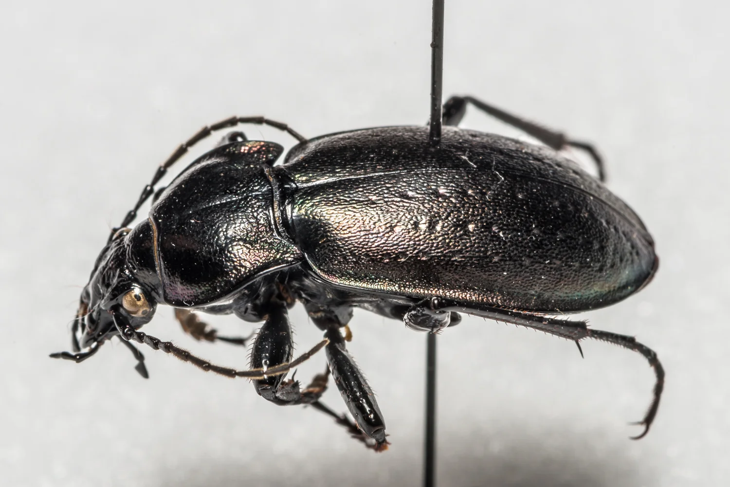 FVDB_BeetlesMacro-4022.jpg