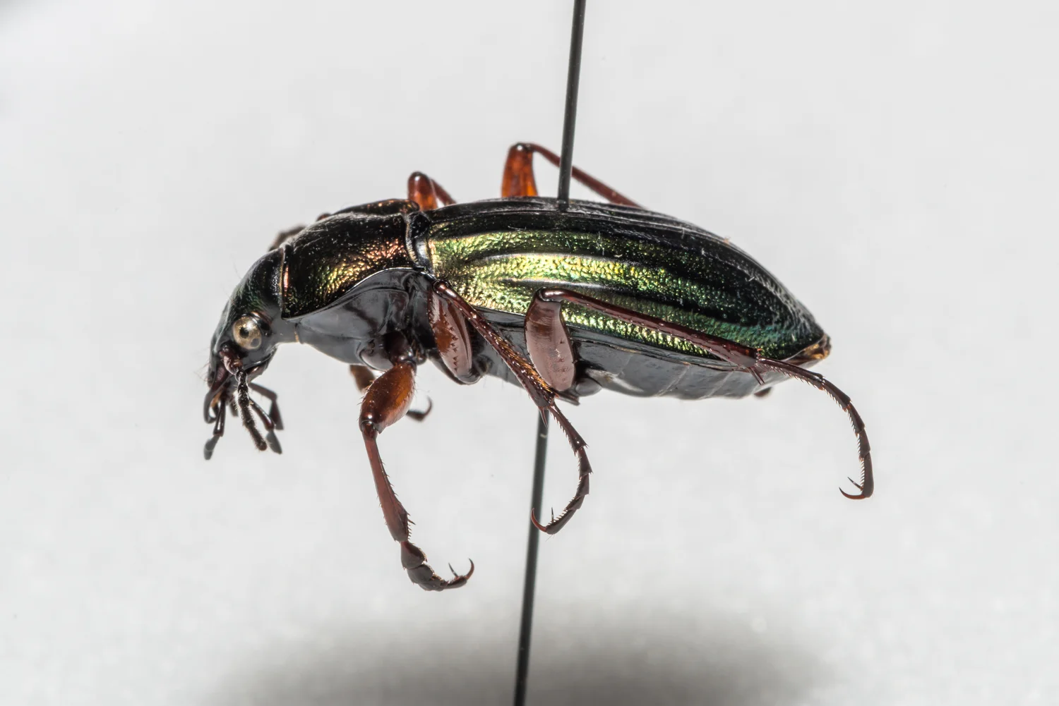 FVDB_BeetlesMacro-4028.jpg