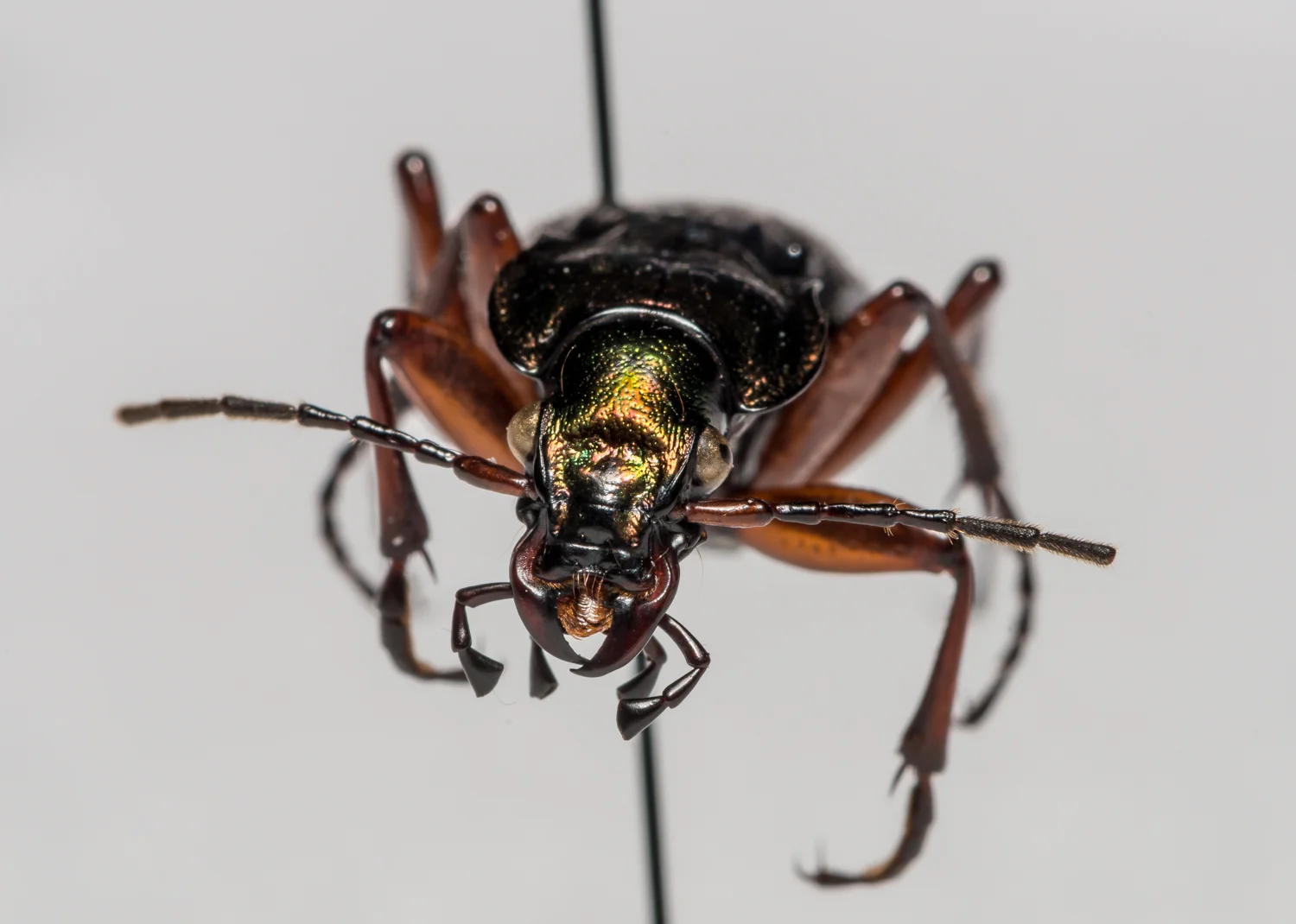 FVDB_BeetlesMacro-4030.jpg