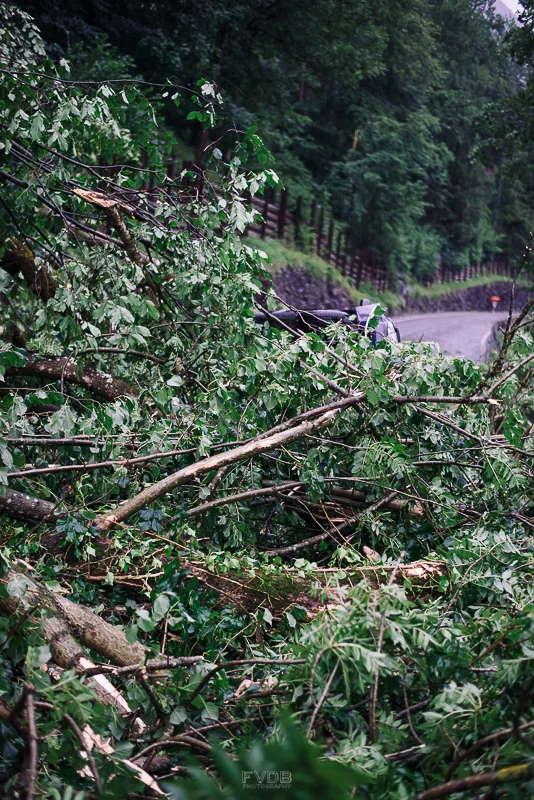 There's a car in that tree