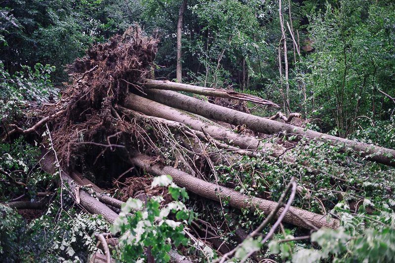 The tree(s) that fell over my head