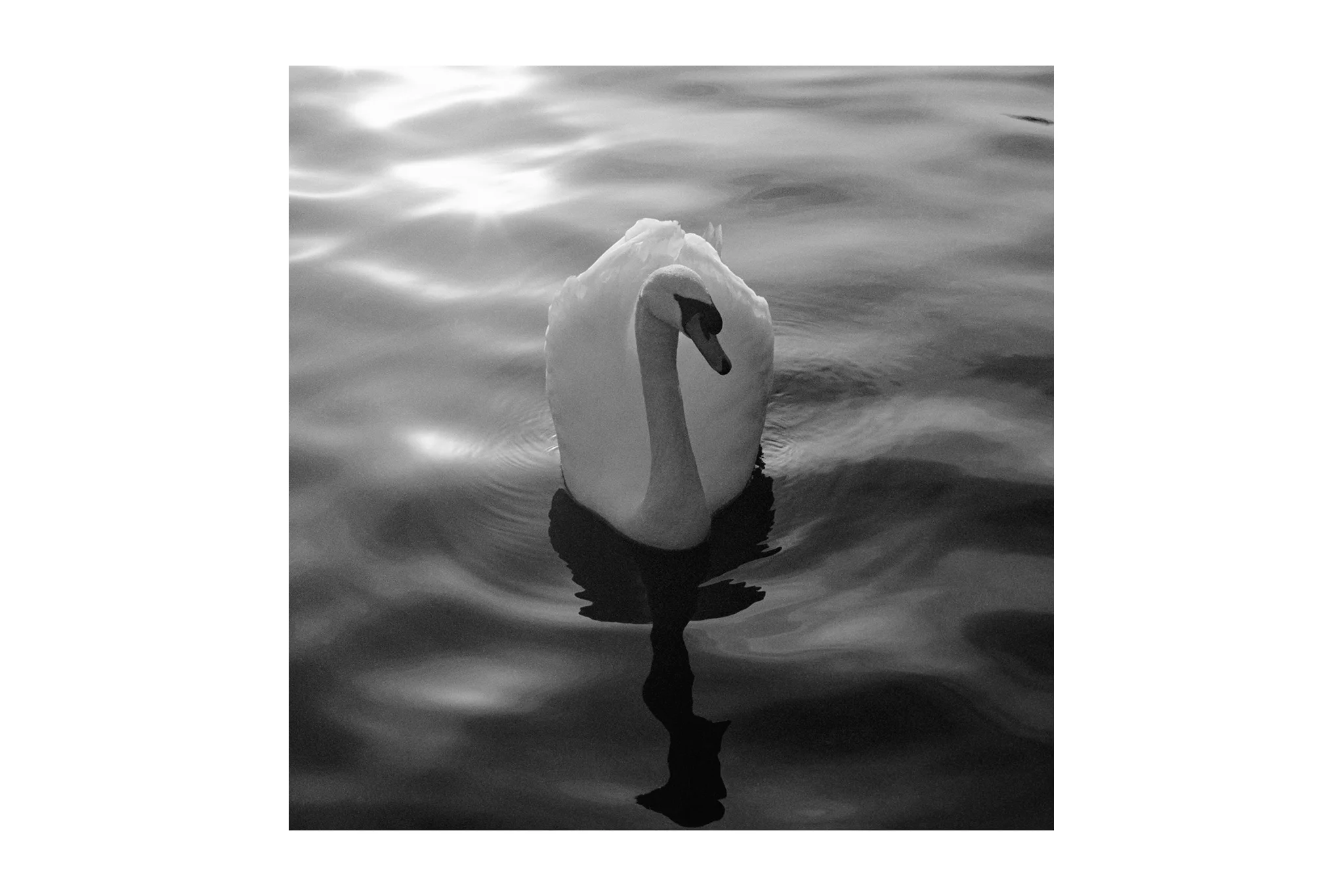 Swan at Kensington Gardens