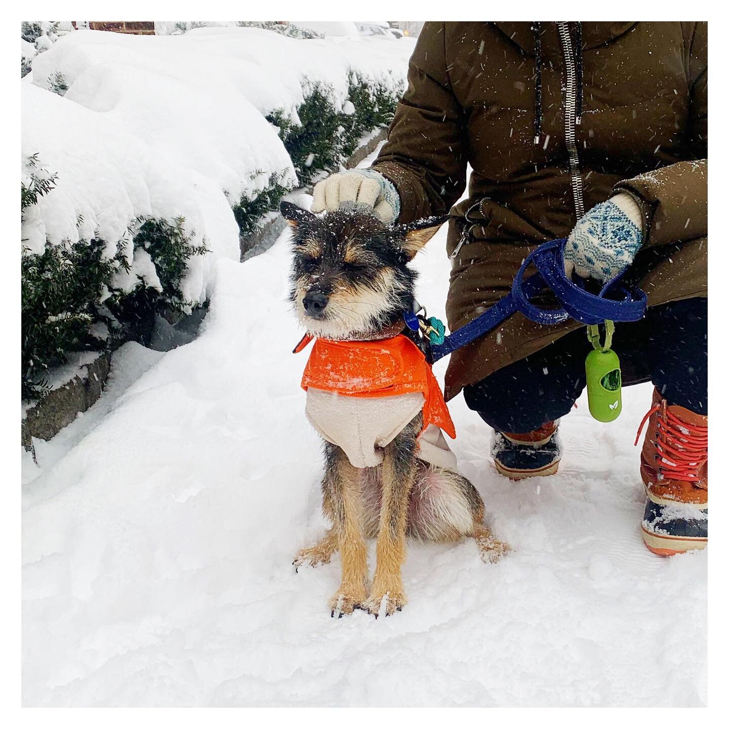 @kenji.thegoodboy earned his scritches for being so good on a blizzard morning. 😊 
.
.
#dogsofinstagram #koreank9rescuealumni #koreank9alumni #dogsofinsta #adoptdontshop #dogsofnyc #puppy