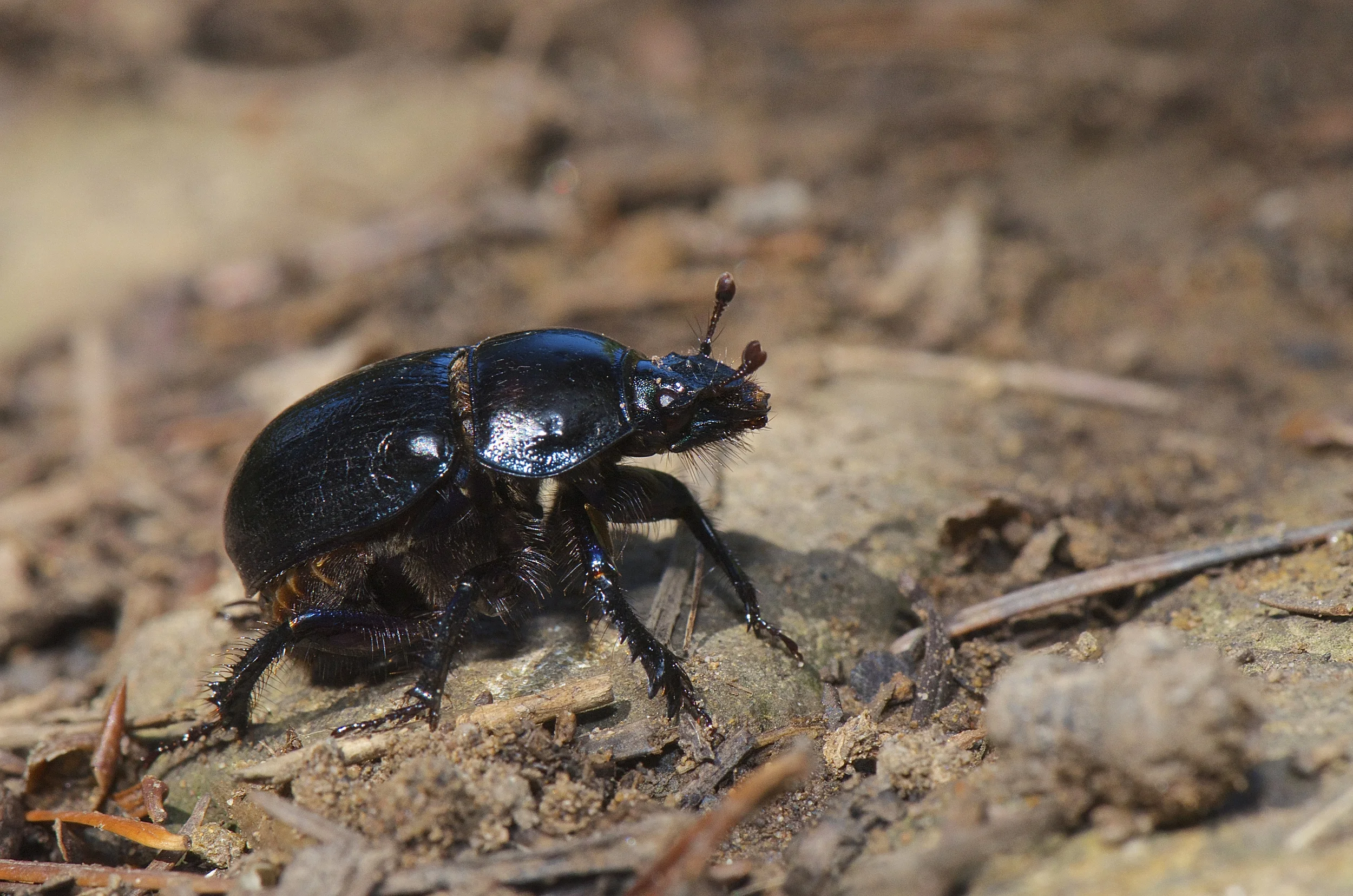Dor Beetle (Geotrupes stercorarius)