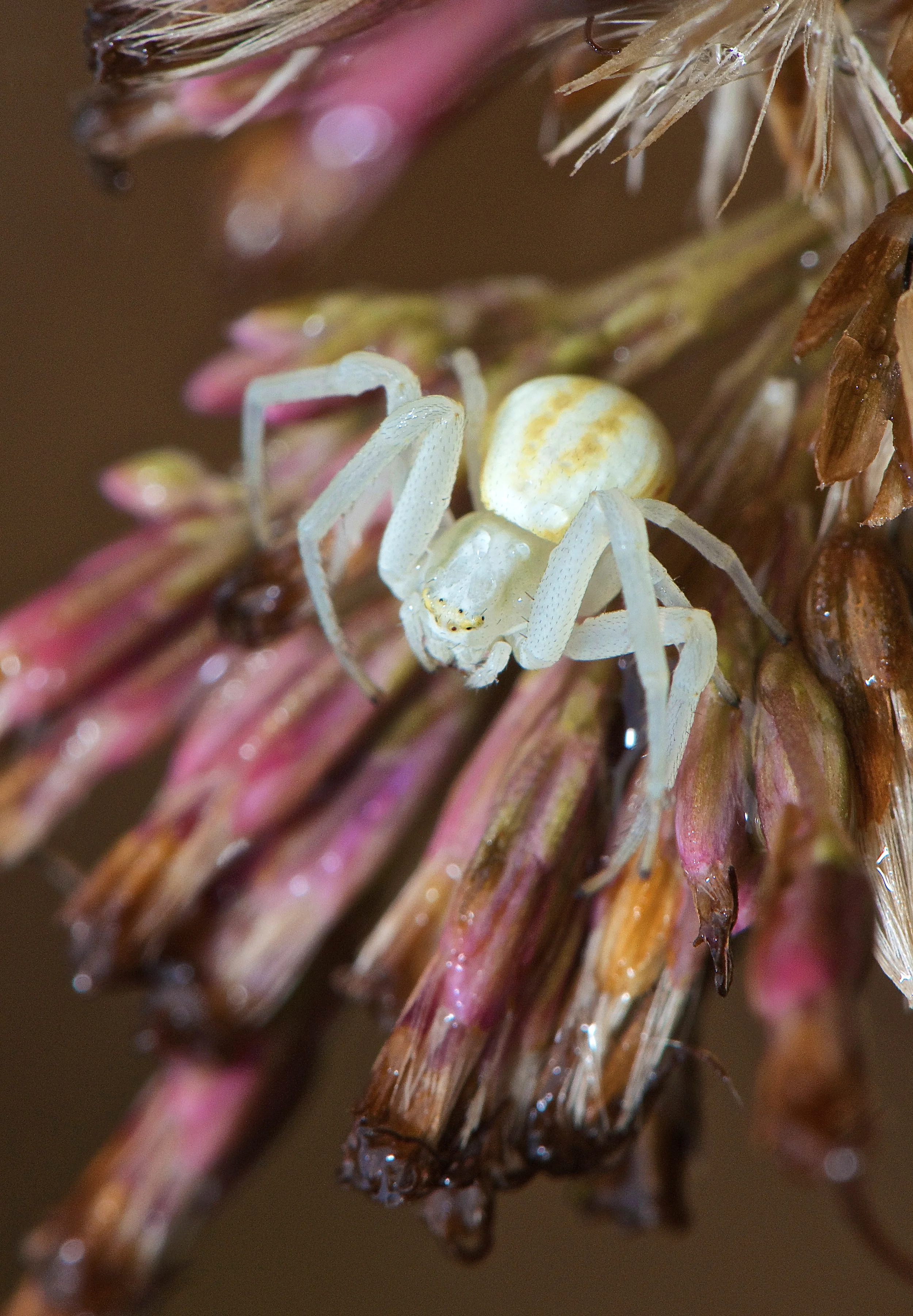 Crab Spider ( Misumena vatia)