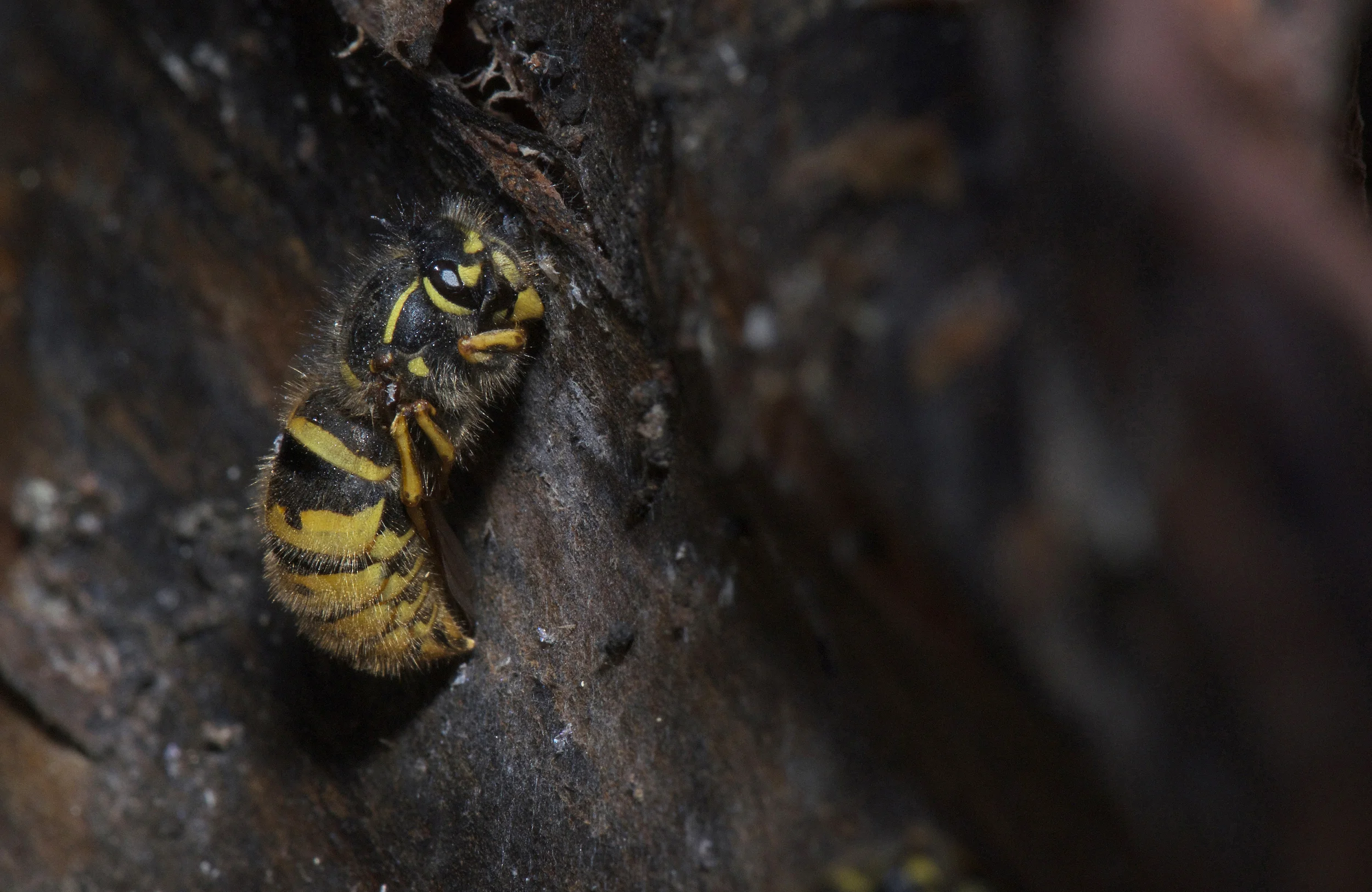 Queen Common Wasp (Vespula vulgaris)