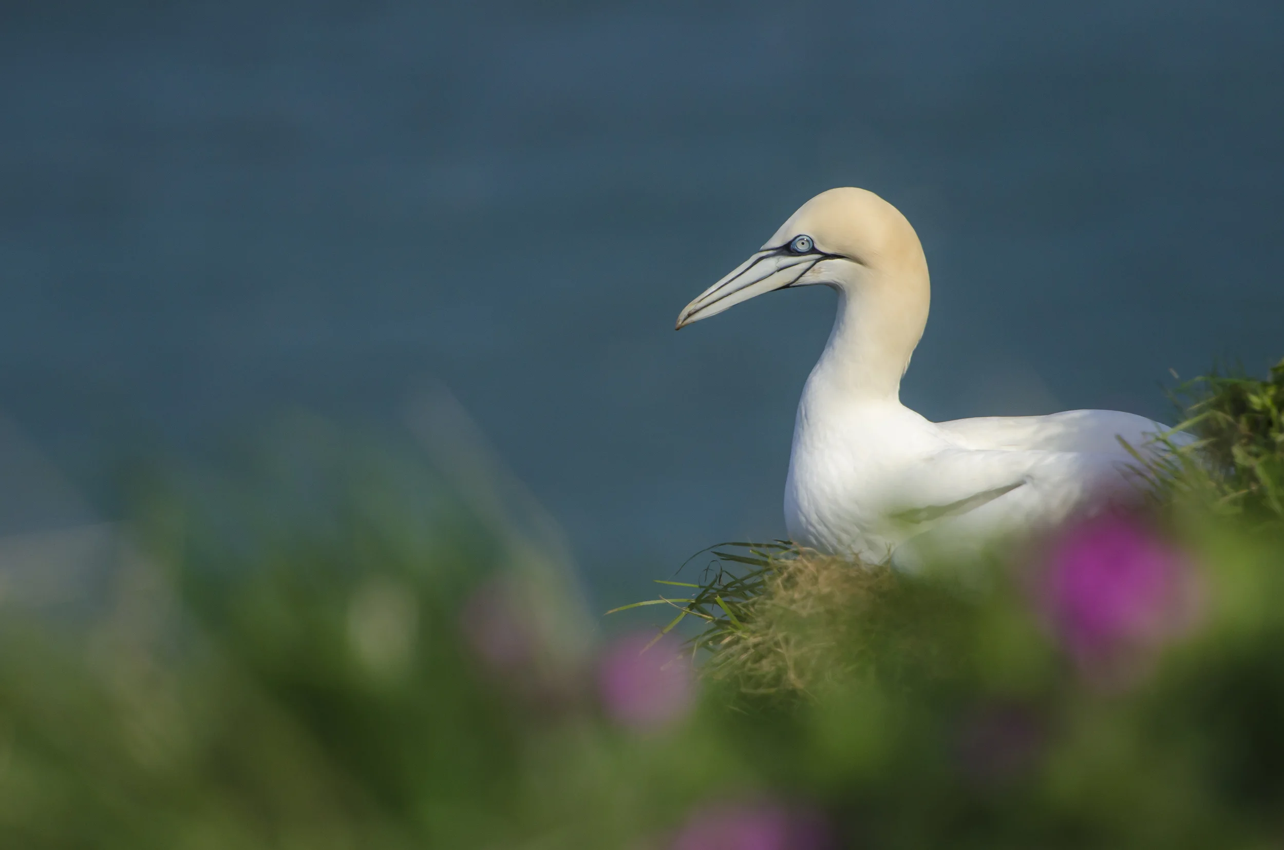 Northern Gannet (Morus bassanus)