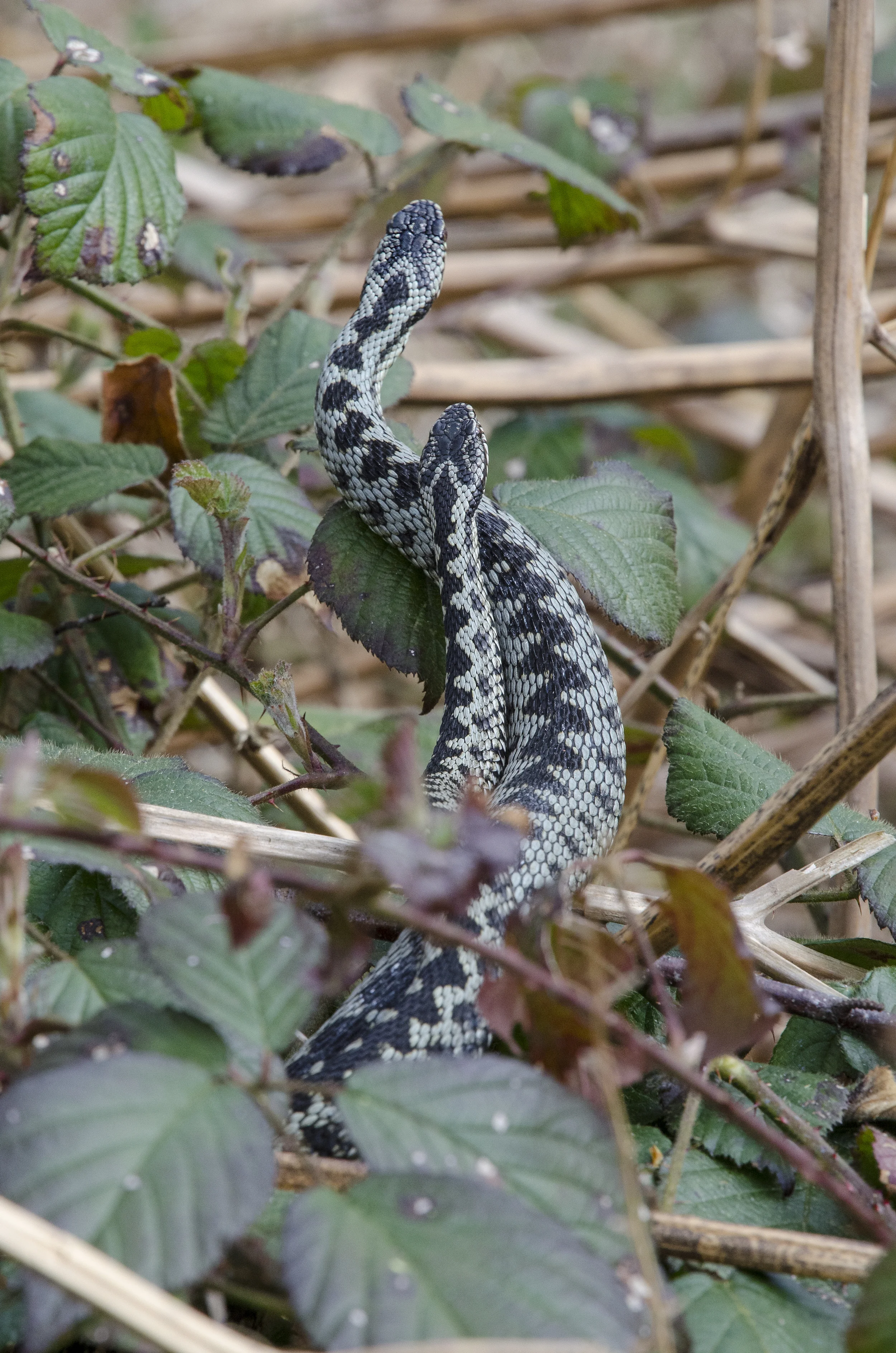 Adders (Vipera berus)