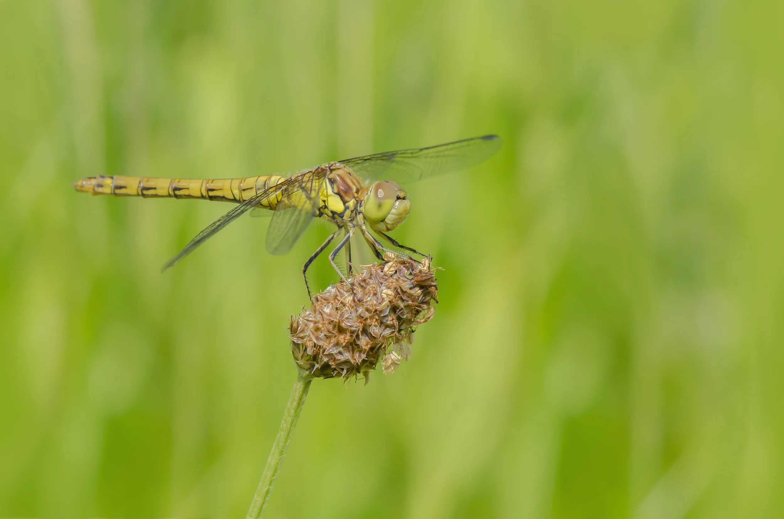 Common Darter (Sympetrum striolatum)