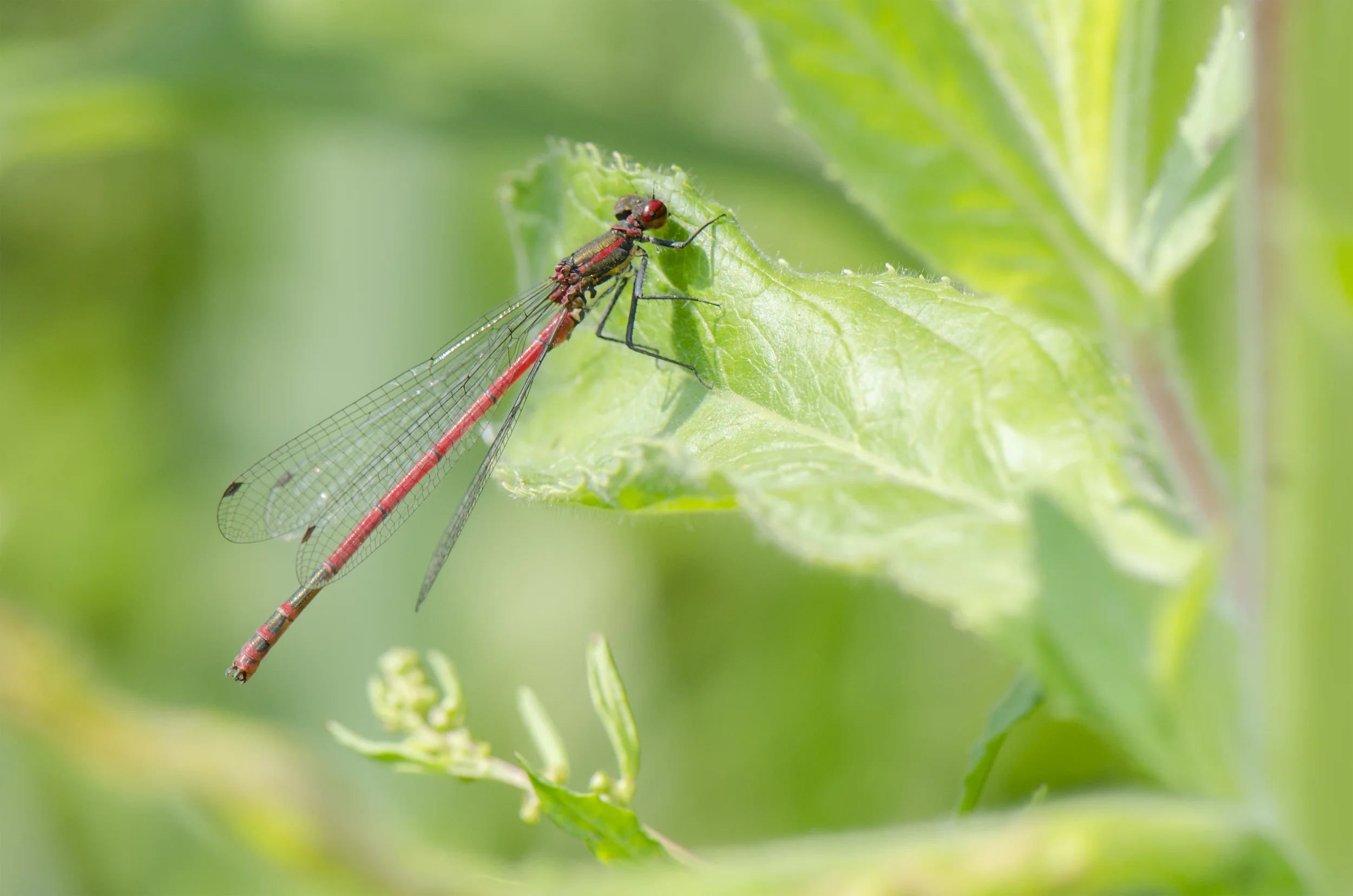 Large Red Damselfly (Pyrrhosoma nymphula)