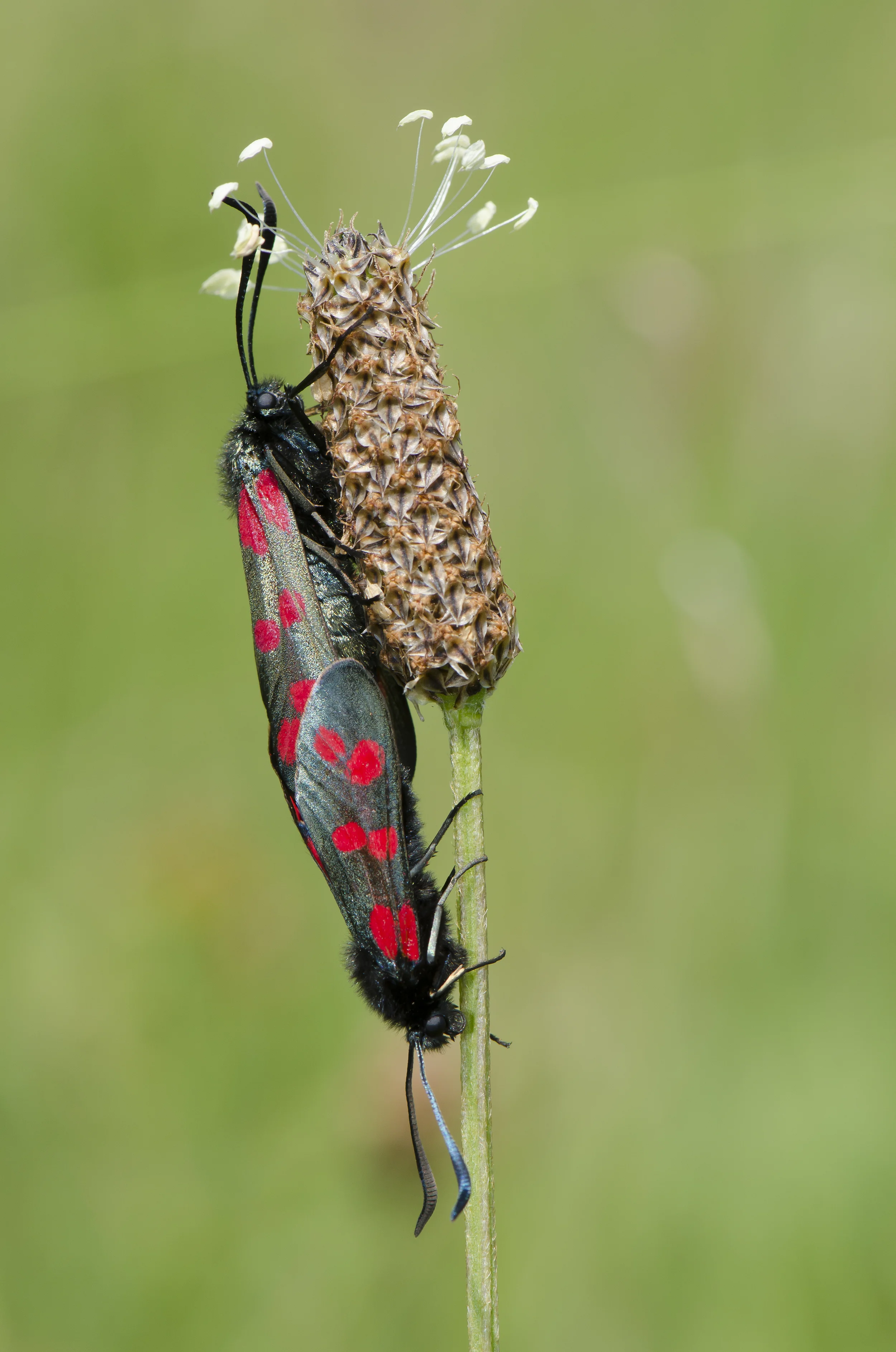 Six-spot Burnets (Zygaena filipendulae)