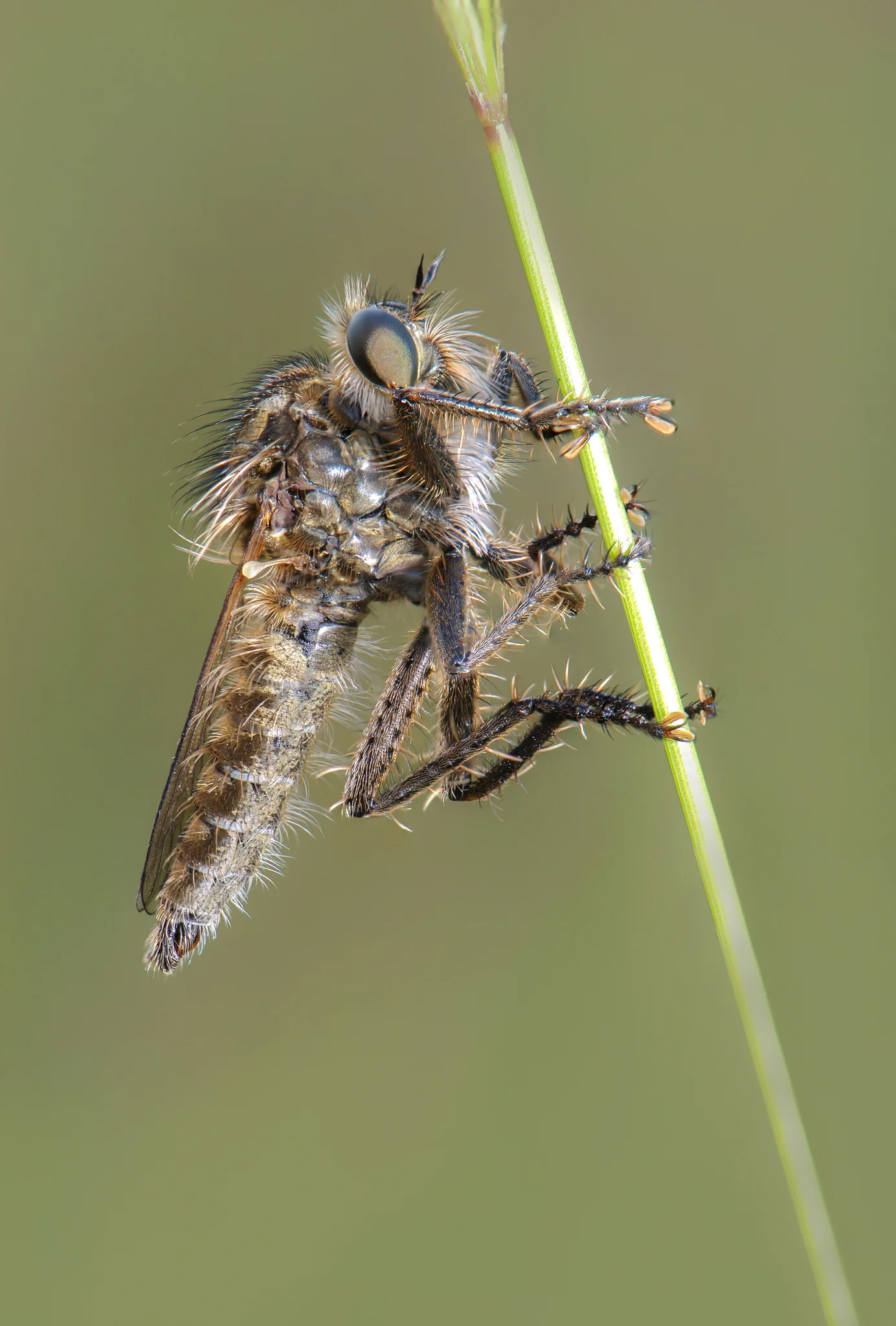 Brown Heath Robberfly (Machimus cingulatus)